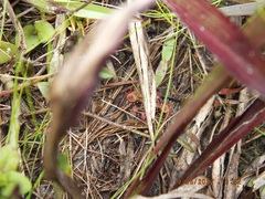 Drosera capillaris