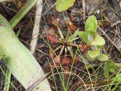 Drosera capillaris