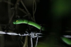 Trimeresurus macrops
