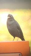 Acridotheres cristatellus