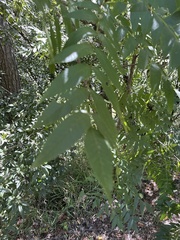 Anacardiaceae