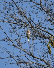 Ptiliogonys cinereus