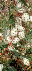 Eucalyptus marginata