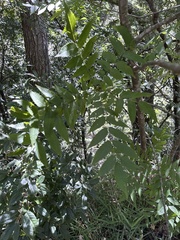 Anacardiaceae