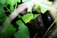 Trimeresurus albolabris