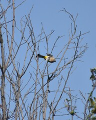 Ptiliogonys cinereus