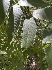 Anacardiaceae