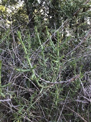 Cylindropuntia