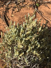 Maireana pyramidata