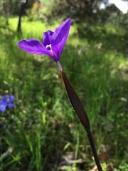 Patersonia occidentalis