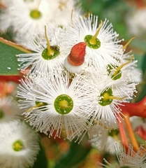 Eucalyptus marginata