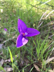 Patersonia occidentalis