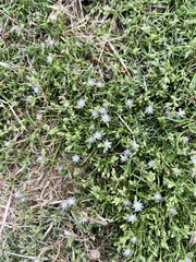 Spergularia rubra