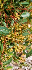 Eucalyptus marginata