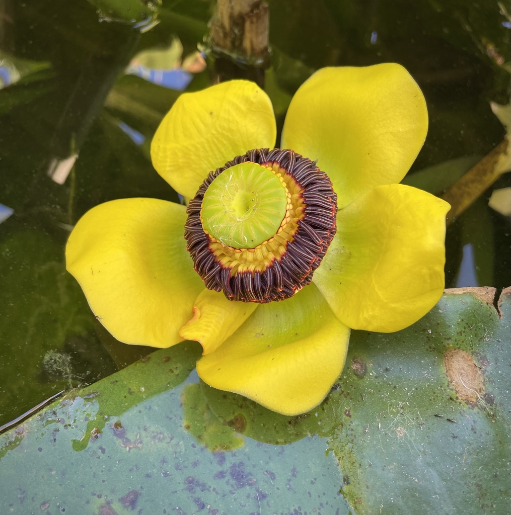 western yellow pond-lily