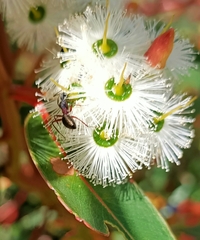 Eucalyptus marginata