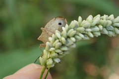 Euschistus variolarius
