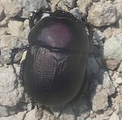 Geotrupes opacus