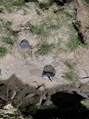 Eudyptula minor minor