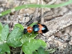 Dicranolaius cinctus