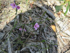 Cyanothamnus coerulescens