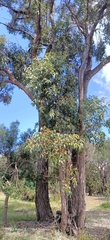 Eucalyptus marginata