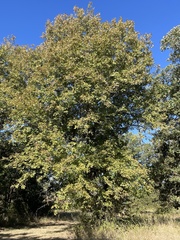 Carya texana