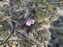 Cyanothamnus coerulescens
