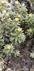 Ozothamnus ledifolius