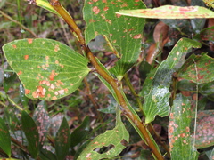 Acacia complanata