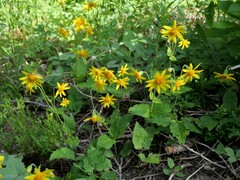Arnica cordifolia