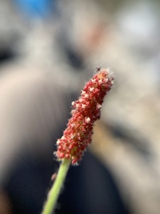 Acalypha monostachya