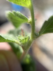 Acalypha monostachya