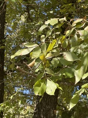 Carya texana