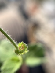 Acalypha monostachya