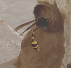 Phimenes flavopictus