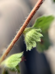 Acalypha monostachya