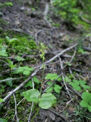 Neottia cordata