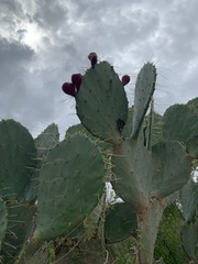 Opuntia cacanapa