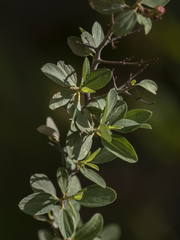 Ceanothus fendleri