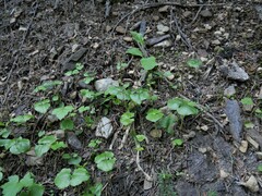 Neottia cordata