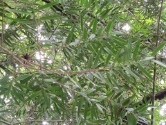 Podocarpus