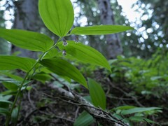 Streptopus lanceolatus