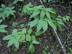 Streptopus lanceolatus