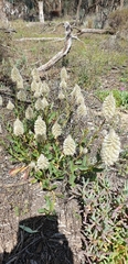 Ptilotus nobilis