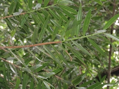 Podocarpus