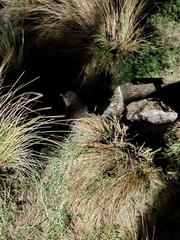 Eudyptula minor minor