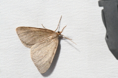 Macaria evagaria