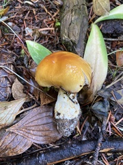 Phlegmacium variosimile