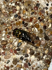 Neotibicen pruinosus